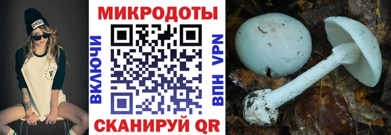 Псилоцибиновые грибы MAGIC MUSHROOMS  ссылка на мегу вход  Стародуб 